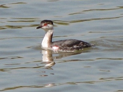 Grebe