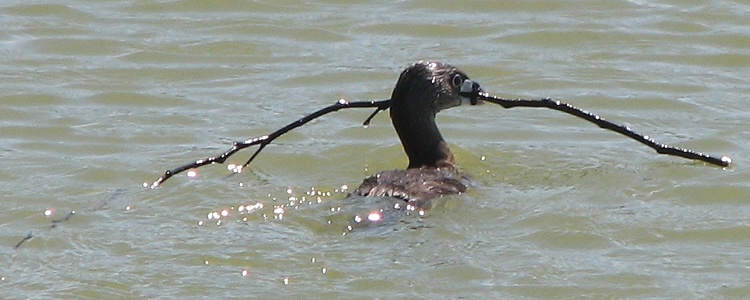 Grebe