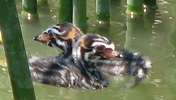 Pied-billed Grebes