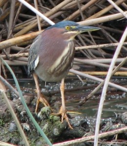 Green Heron