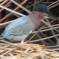 Green Heron