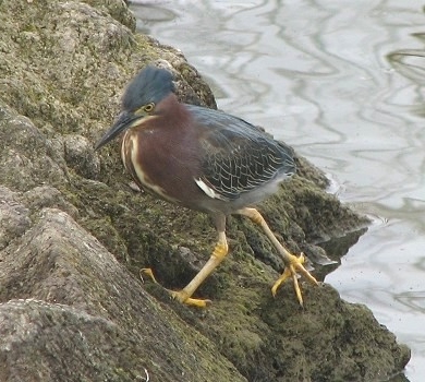 Green Heron