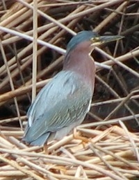 Green Heron