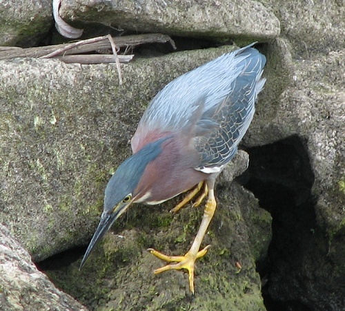 Green Heron