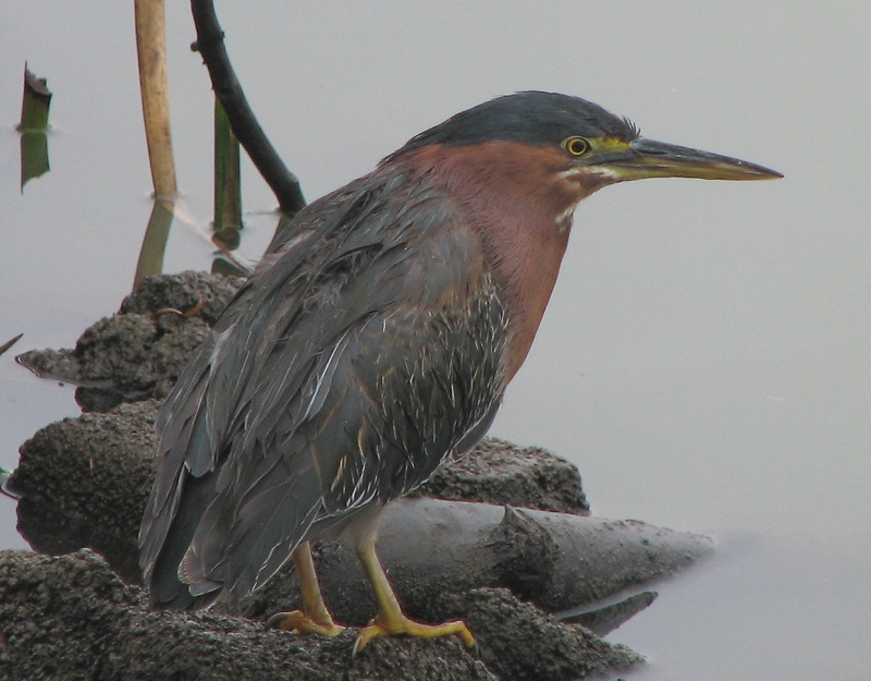 Green Heron