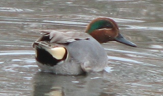 Green-winged Teal