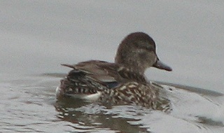 Green-winged Teal