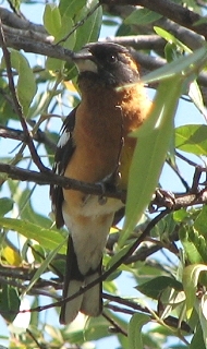 Black-headed Grosbeak