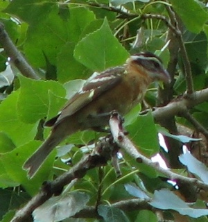 Black-headed Grosbeak