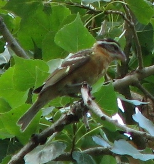 Black-headed Grosbeak