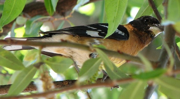 Black-headed Grosbeak