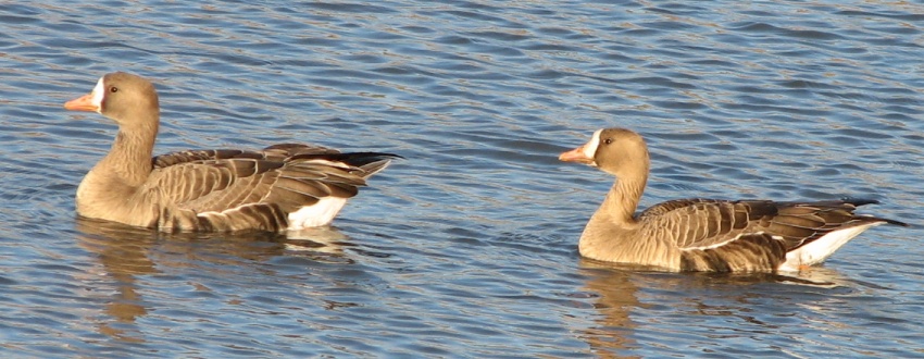 Greater White-fronted Geese