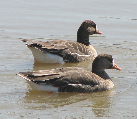 Greater White-fronted Goose