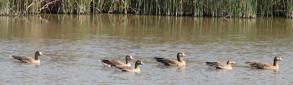 Greater White-fronted Geese