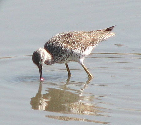 Greater Yellowlegs