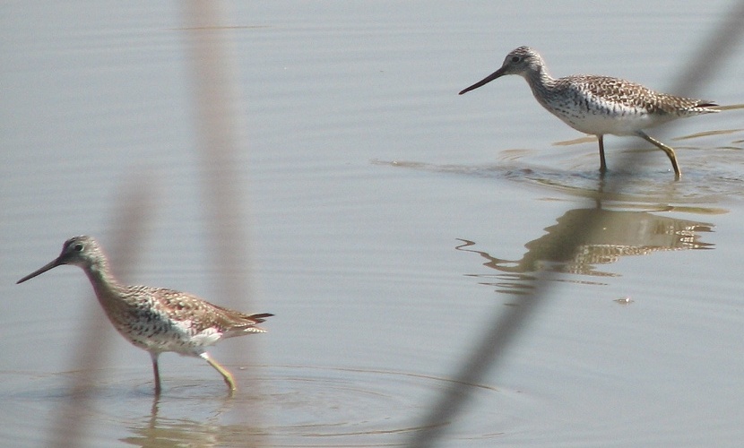 Greater Yellowlegs