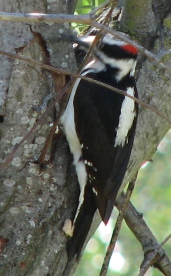 Hairy Woodpecker