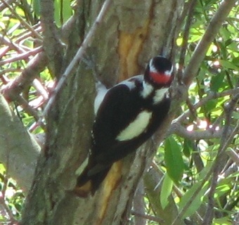 Hairy Woodpecker