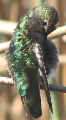 Hummingbird