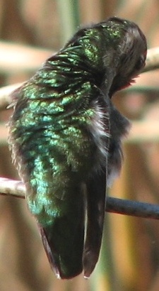 Hummingbird