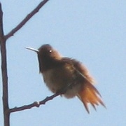 Allen's Hummingbird