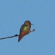 Allen's Hummingbird