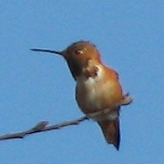 Allen's Hummingbird