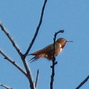 Allen's Hummingbird