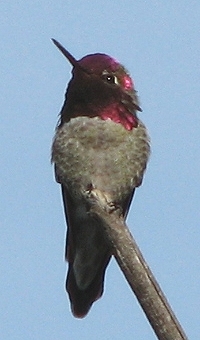 Annas Hummingbird