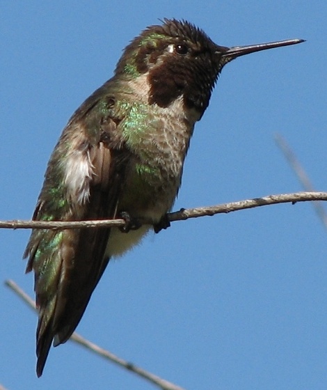 Annas Hummingbird