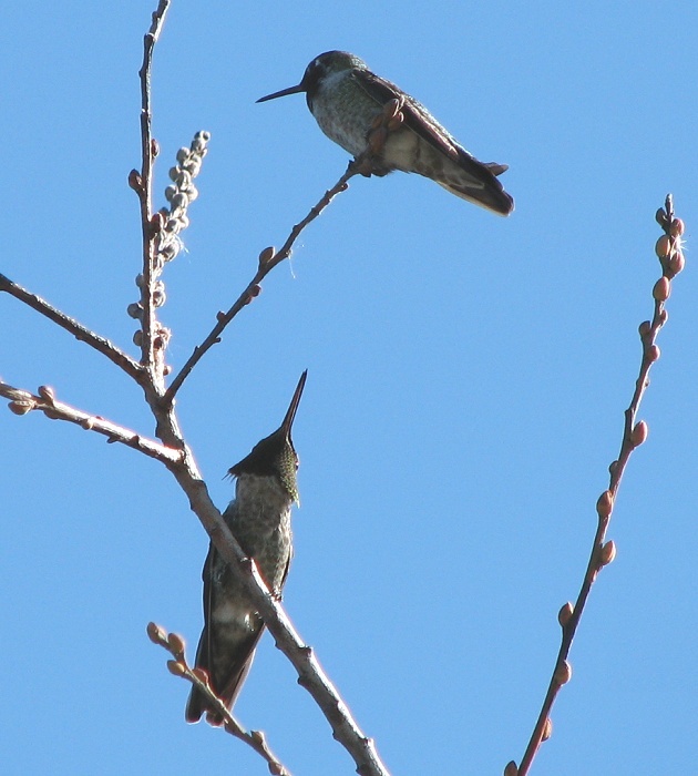 Annas Hummingbird