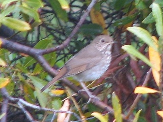 Hermit Thrush