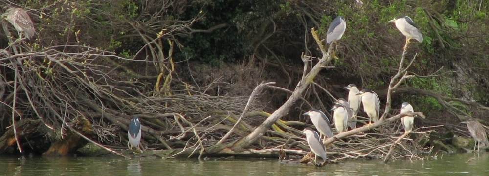 Black-crowned Night Herons