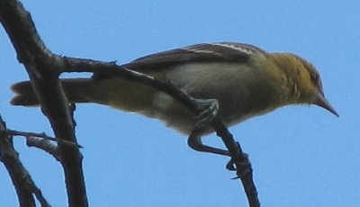 Hooded Oriole