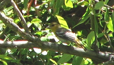 Hooded Oriole