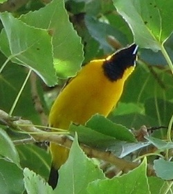 Hooded Oriole