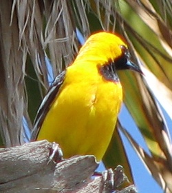 Hooded Oriole