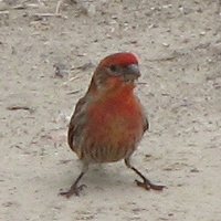 House Finch