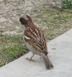 House Sparrow