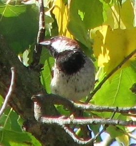 House Sparrow