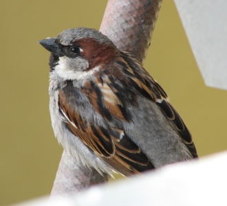 House Sparrow