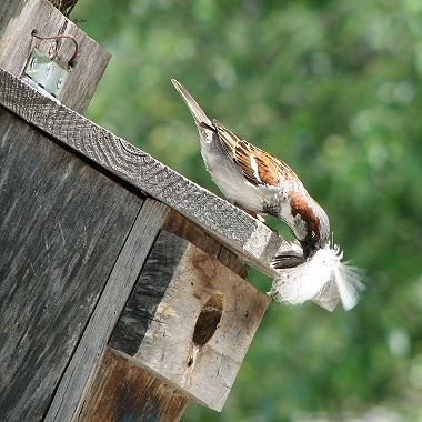 House Sparrow