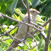 House Finch