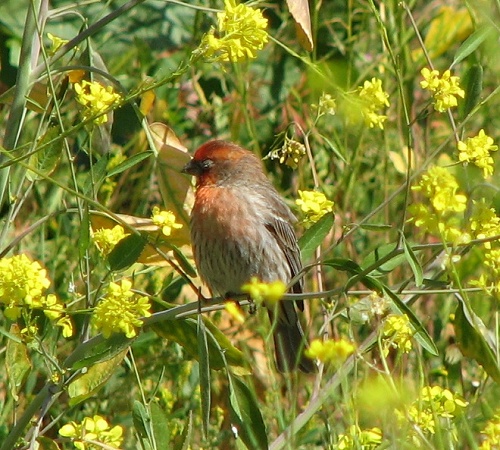 House Finch