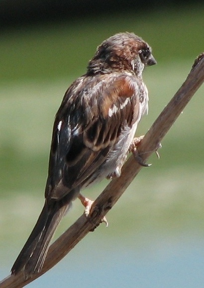 House Sparrow