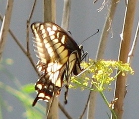 Anise Swallowtail Butterfly