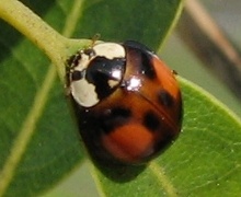 Multicolored Asian Lady Beetle