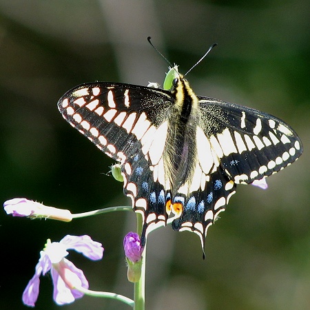 Anise Swallowtail Butterfly