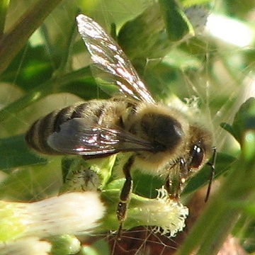 Bee