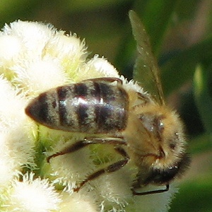 Bee